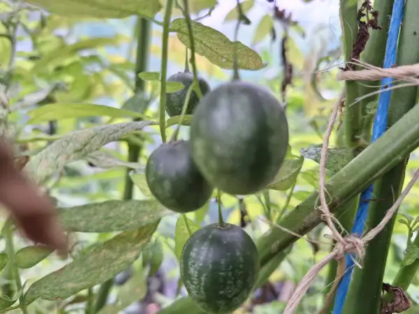 Melonen: Tzimbalo - Melonenbeere