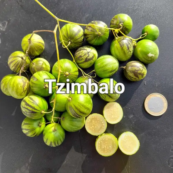 Melonen: Tzimbalo