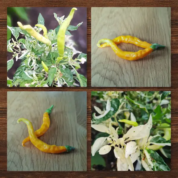 Chili / Paprika: Uchu Cream Yellow Variegated