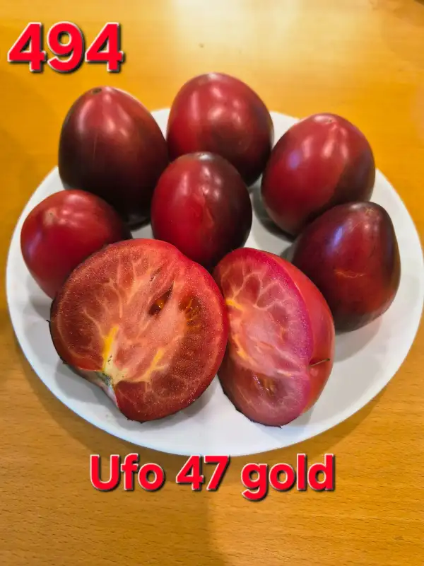 Tomaten: Ufo 47 gold