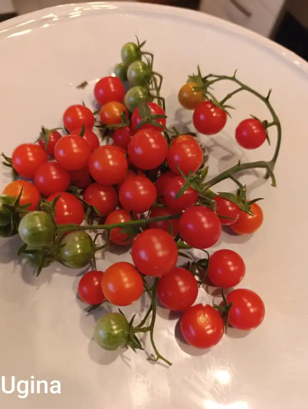 Tomaten: Ugina