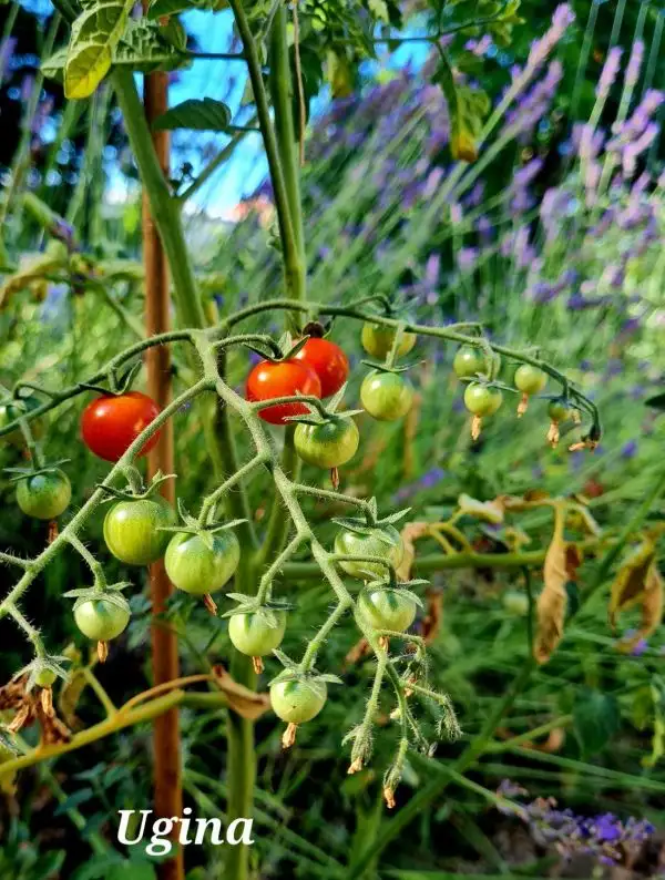 Tomaten: Ugina