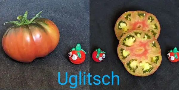 Tomaten: Uglitsch