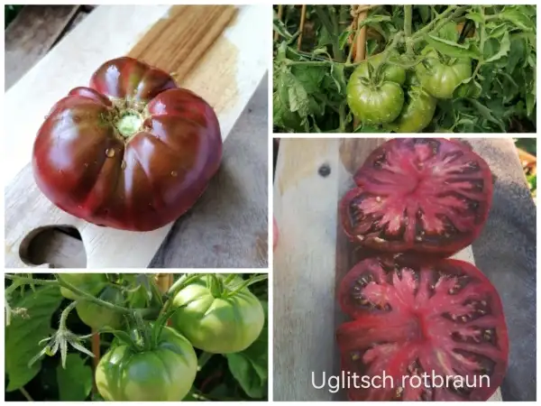 Tomaten: Uglitsch Rotbraun