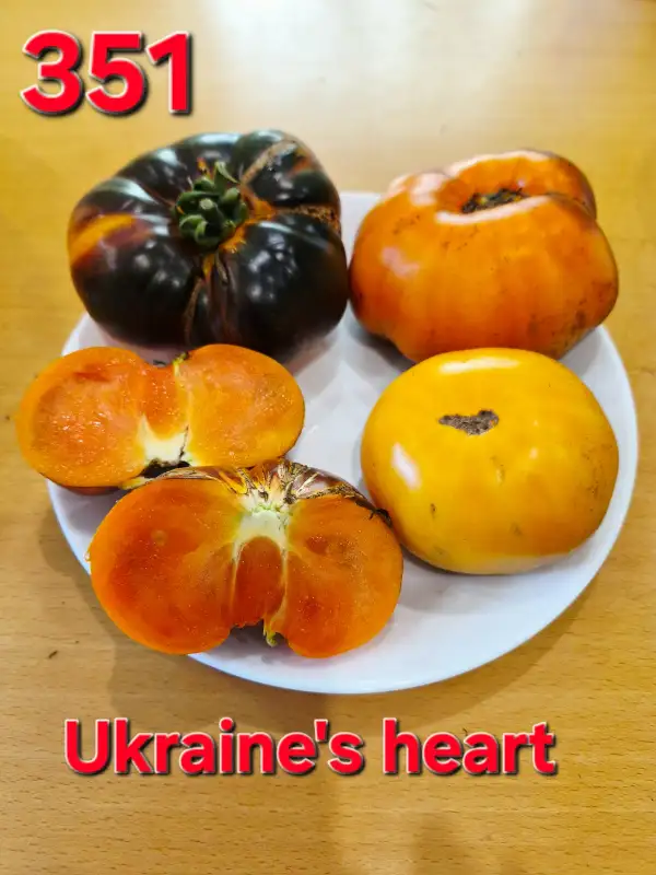 Tomaten: Ukraine