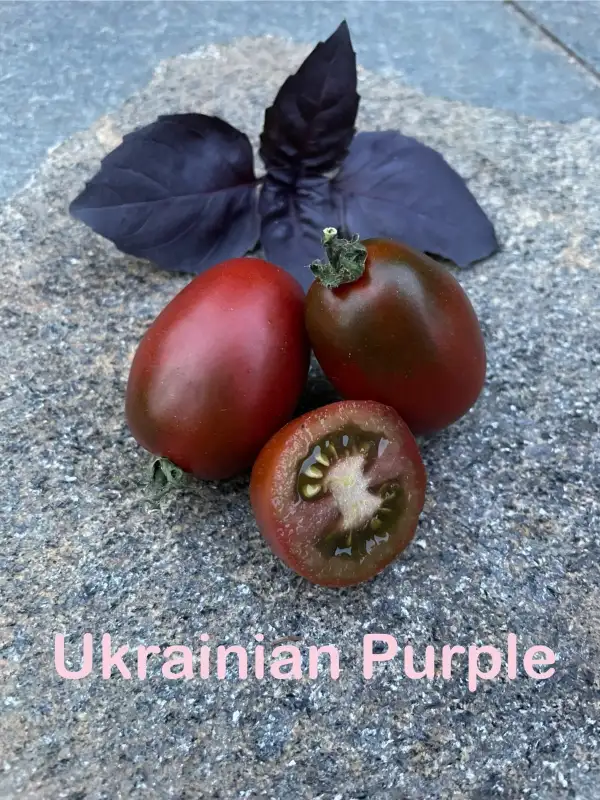 Tomaten: Ukrainian Purple