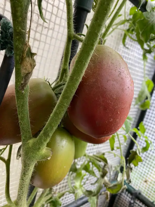 Tomaten: Ukrainian Purple