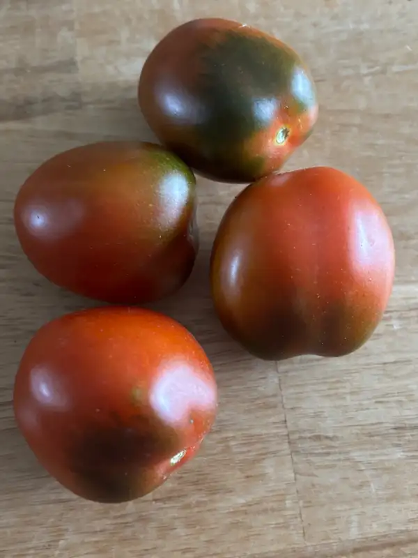 Tomaten: Ukrainian Purple