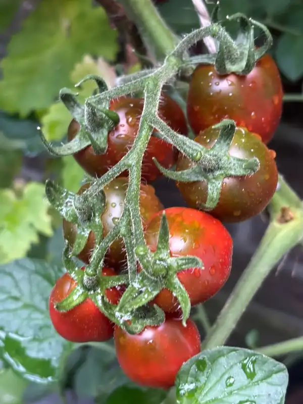 Tomaten: Ukrainian Purple