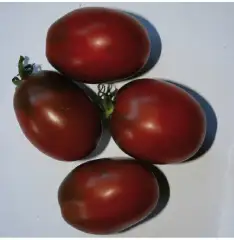 Tomaten: Ukrainian Purple