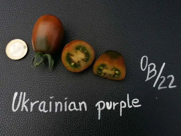 Tomaten: Ukrainian purple