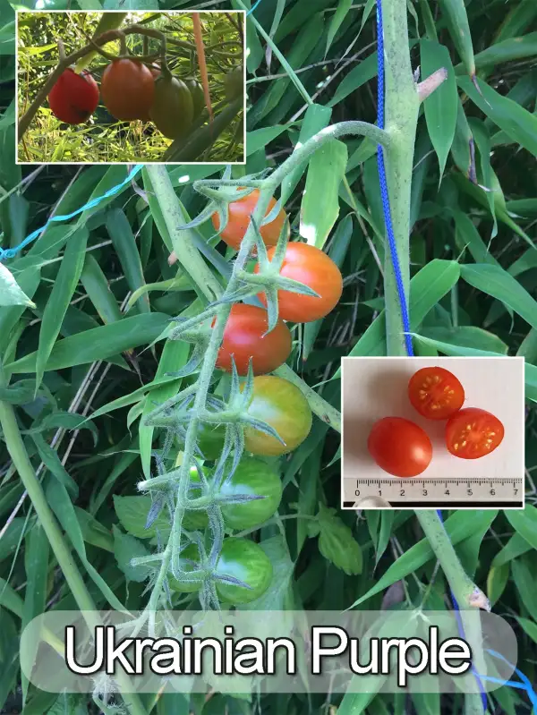 Tomaten: Ukrainian Purple