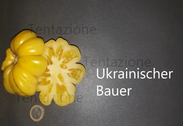 Tomaten: Ukrainischer Bauer