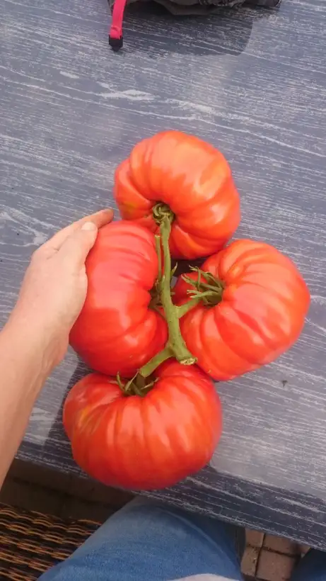 Tomaten: Ukrainischer Gigant