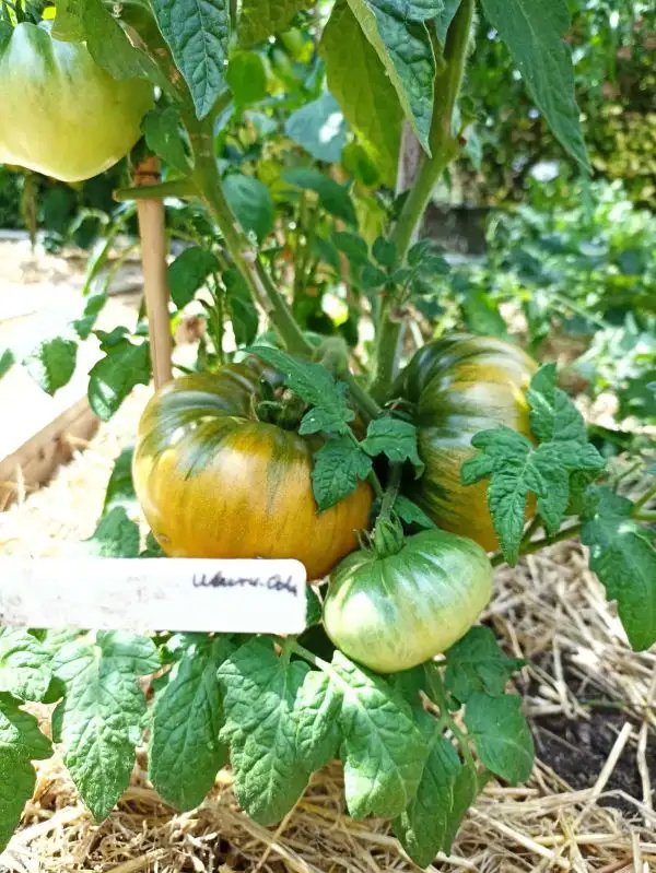 Tomaten: Uluru Ochre