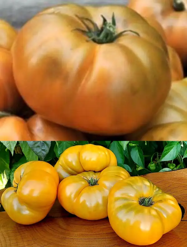 Tomaten: Uluru Ochre