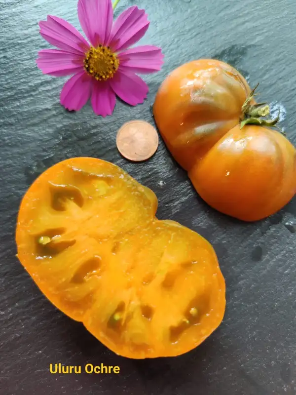 Tomaten: Uluru Ochre Dwarf