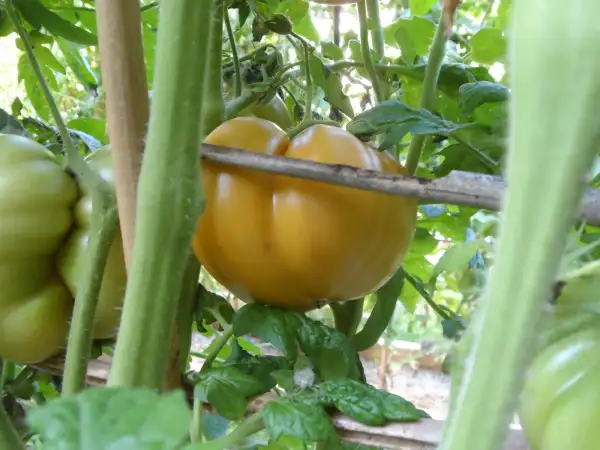 Tomaten: Uluru Ochre ( Kat# 2144 )