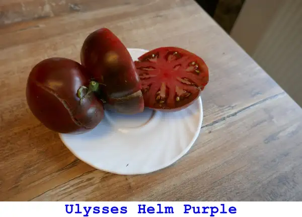 Tomaten: Ulysses Helm Purple