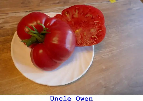 Tomaten: Uncle Owen