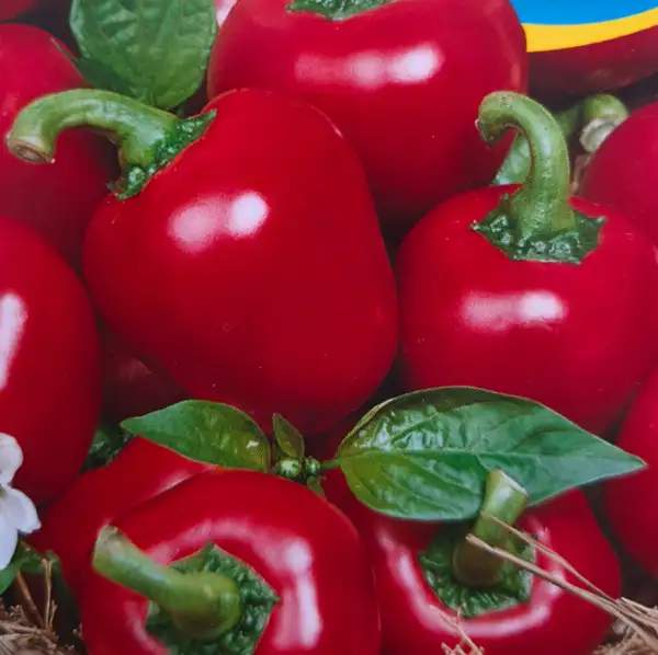 Chili / Paprika: Ungarische Kirschpaprika Riesige Kirsche