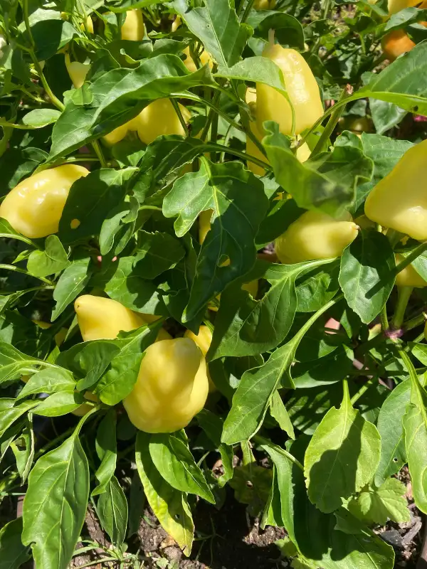 Chili / Paprika: Ungarische Paprika Juci gelb / rot süß