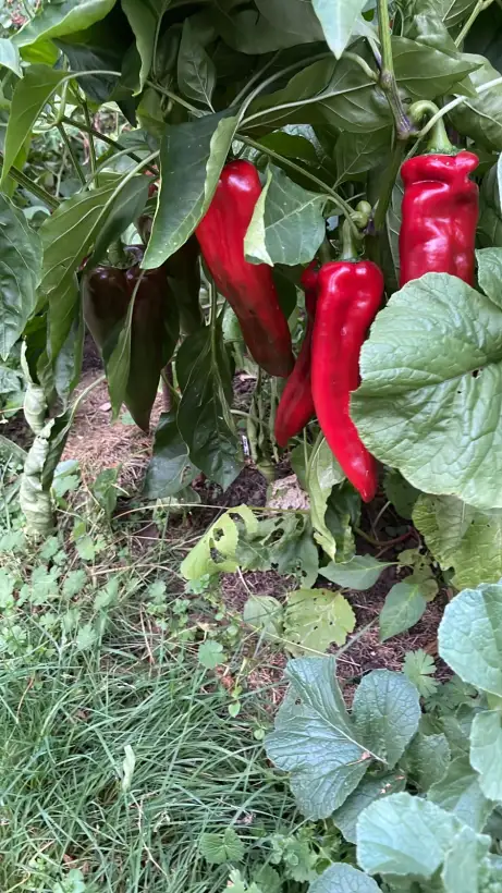 Chili / Paprika: Ungarischer Spitzpaprika