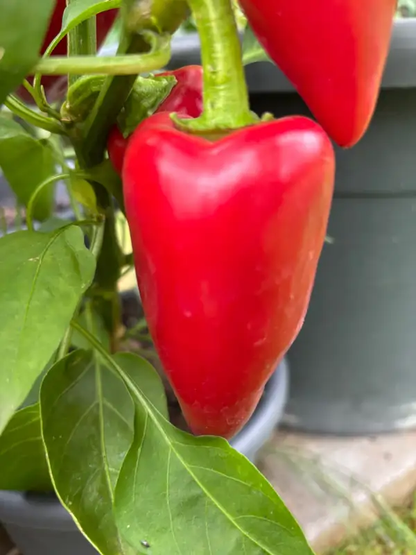 Chili / Paprika: Ungarischer Würzpaprika