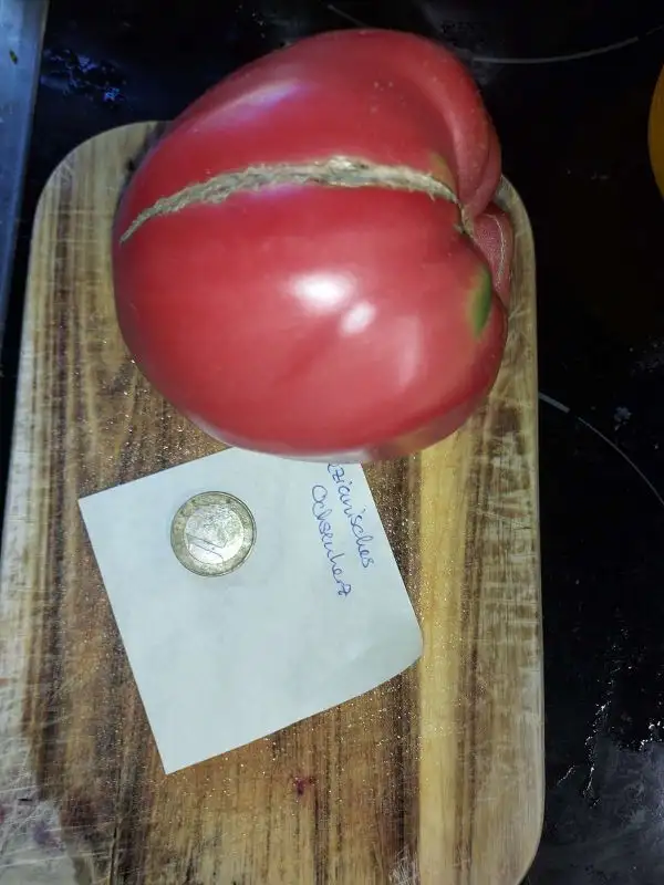 Tomaten: Ungarisches Ochsenherz