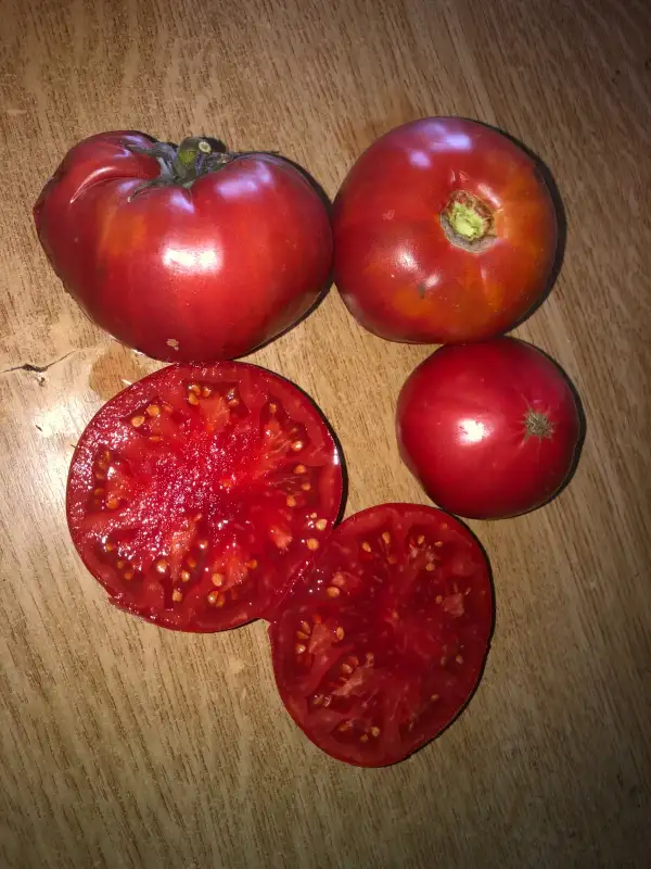 Tomaten: Ungurene de Cepari