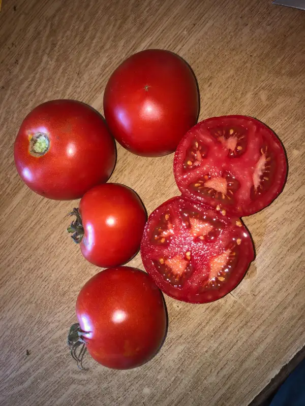 Tomaten: Unibac