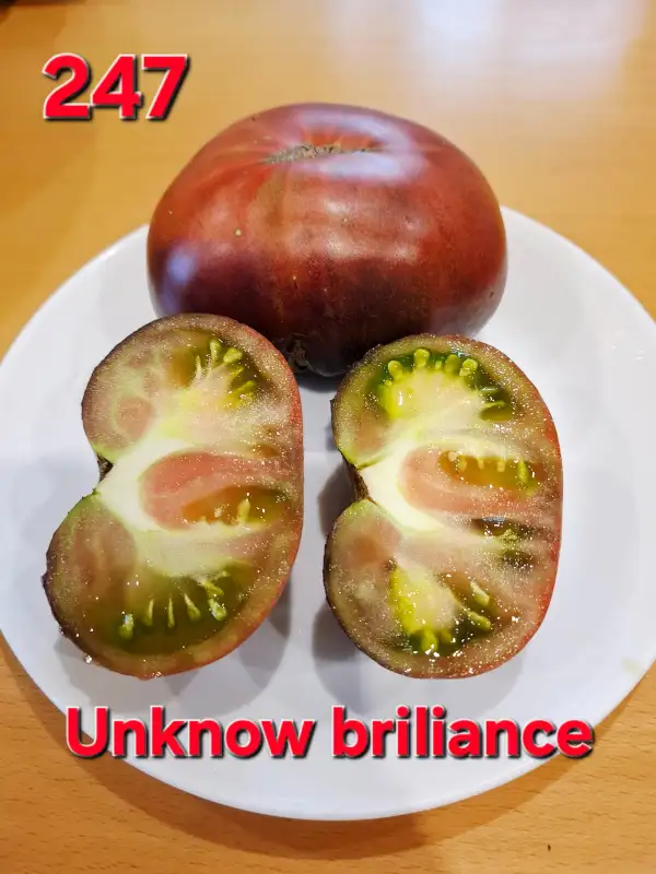 Tomaten: Unknow briliance