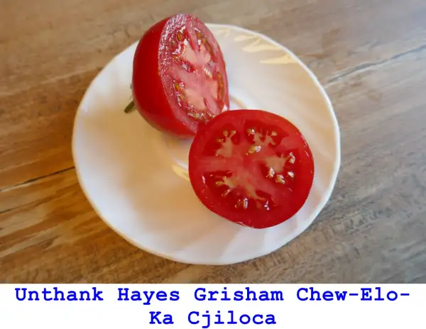 Tomaten: Unthank Hayes Grisham – Chew-Elo-Ka Cjiloca