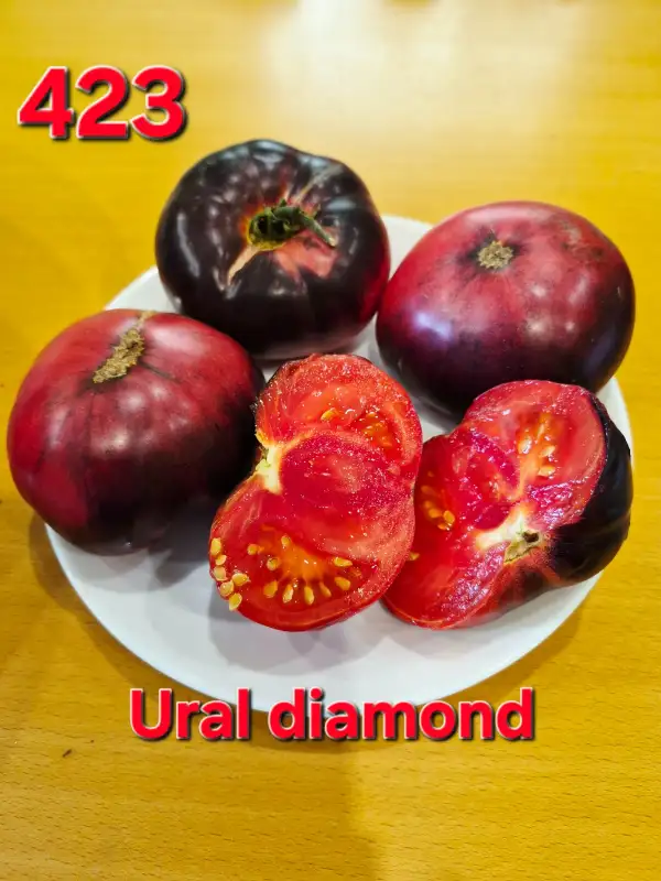 Tomaten: Ural Diamond