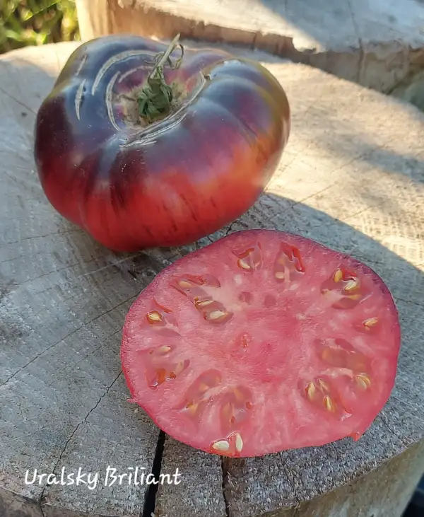 Tomaten: Uralsky Briliant