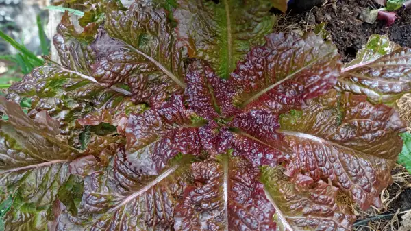 Salate: Urbatavia Tarantelle