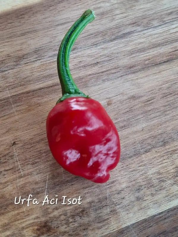 Chili / Paprika: Urfa Aci Isot