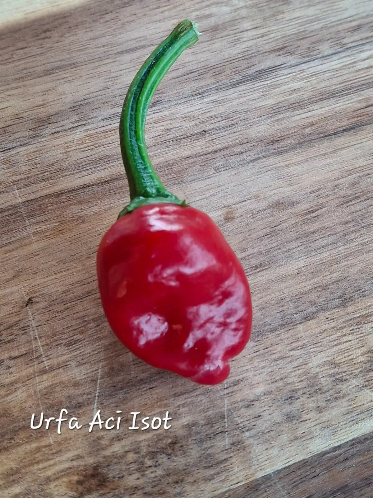 Chili / Paprika: Urfa Aci Isot