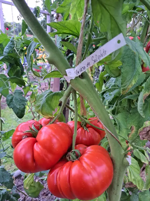 Tomaten: Uriasa de sulighete