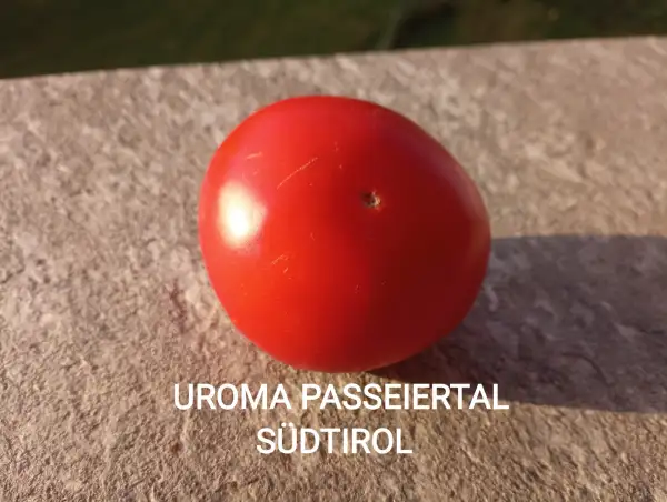 Tomaten: Uroma Passeiertal Südtirol