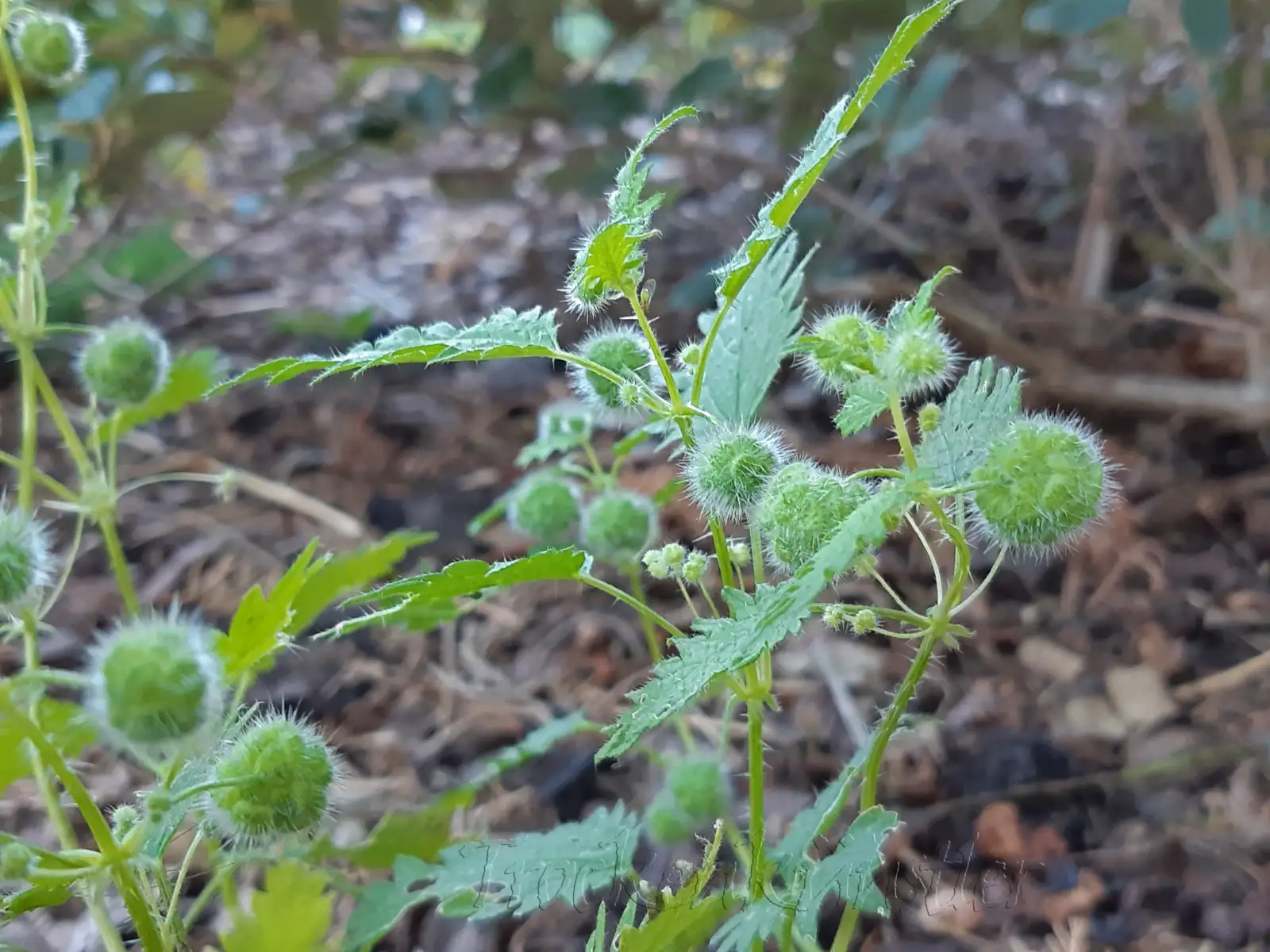 Blumen: Urtica pilulifera ‣ Pillen-Brennnessel ‣ Roman nettle