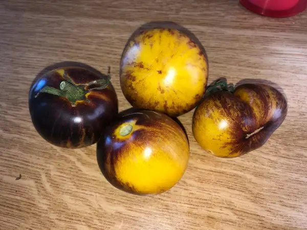 Tomaten: Ussirijskiy Tigr