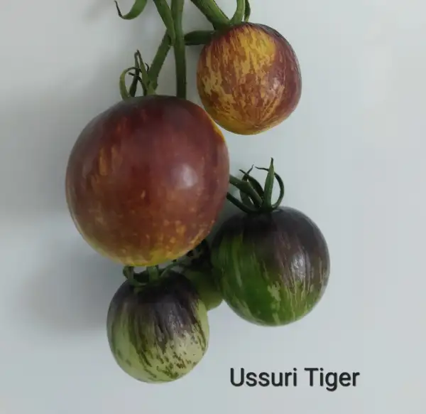 Tomaten: Ussuri Tiger