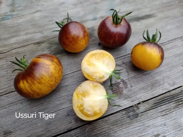 Tomaten: Ussuri Tiger