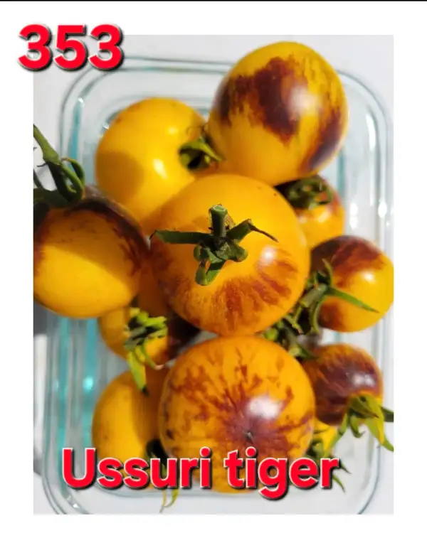 Tomaten: Ussuri Tiger