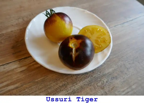 Tomaten: Ussuri Tiger