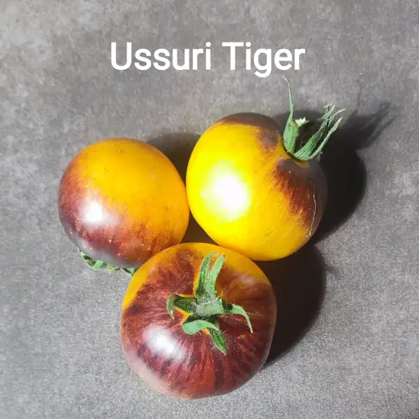 Tomaten: Ussuri Tiger
