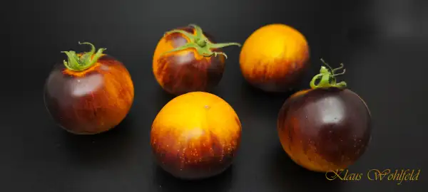 Tomaten: Ussuri Tiger