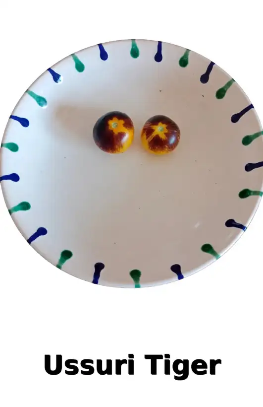 Tomaten: Ussuri Tiger