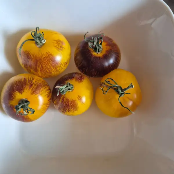 Tomaten: Ussuri Tiger